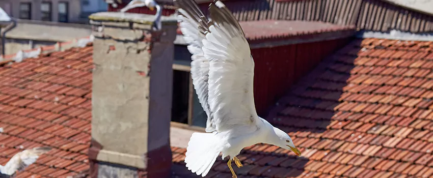 Residential Chimney Animal Removal Solution in Hopkins, MN