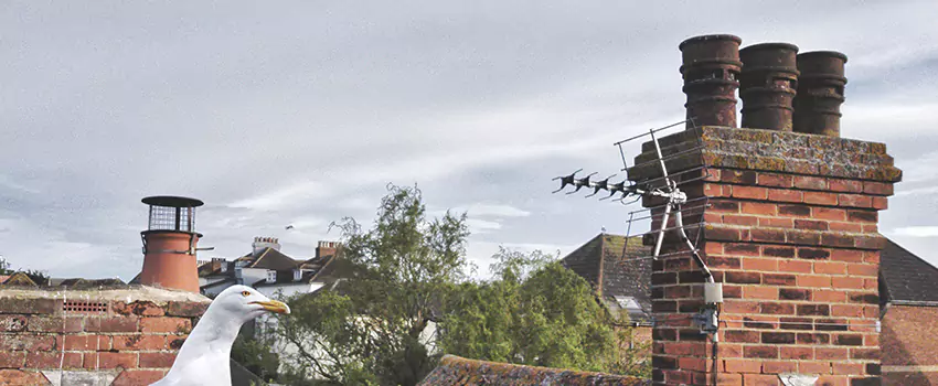 Chimney Cleaning And Restoration in Hopkins, Minnesota